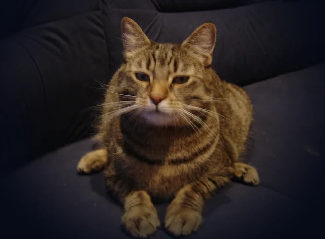 Carry, a tabby cat, lying on a dark sofa